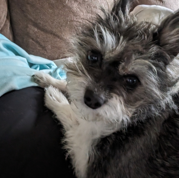 Meet your Posher, Anna - Picture 3 of 12